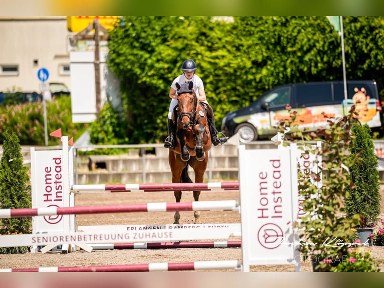 Cheval de Sport Belge Jument 5 Ans 168 cm Bai in Gerstetten