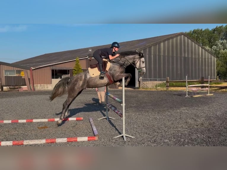 Cheval de Sport Belge Jument 5 Ans 168 cm Gris in Silly