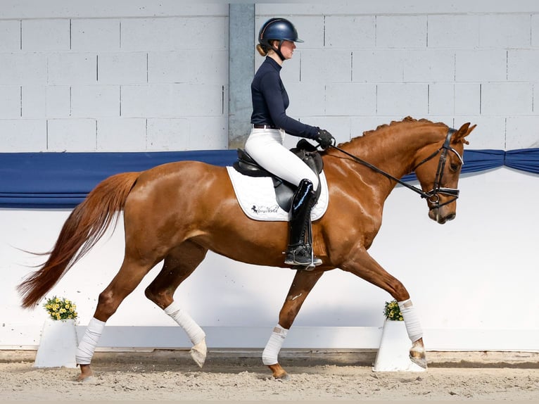 Cheval de Sport Belge Jument 6 Ans 161 cm Alezan brûlé in Marsberg