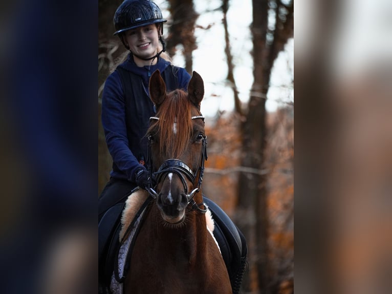 Cheval de Sport Belge Jument 6 Ans 164 cm Alezan brûlé in Berg bei Neumarkt in der Oberpfalz