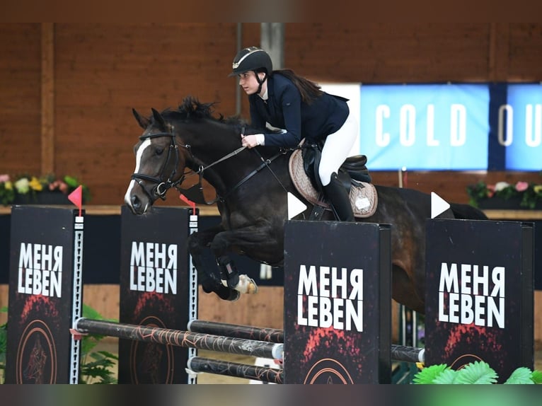 Cheval de Sport Belge Jument 6 Ans 164 cm Bai brun in Preding