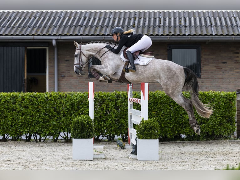 Cheval de Sport Belge Jument 6 Ans 164 cm Gris in Waddinxveen