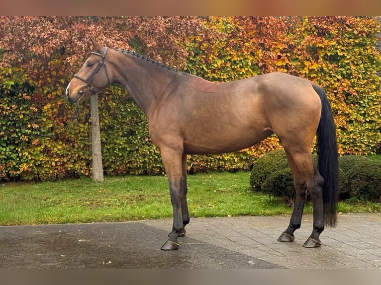 Cheval de Sport Belge Jument 6 Ans 167 cm Bai in Nieuwkerken-Waas