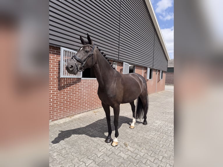 Cheval de Sport Belge Jument 7 Ans 164 cm Noir in Nigtevecht