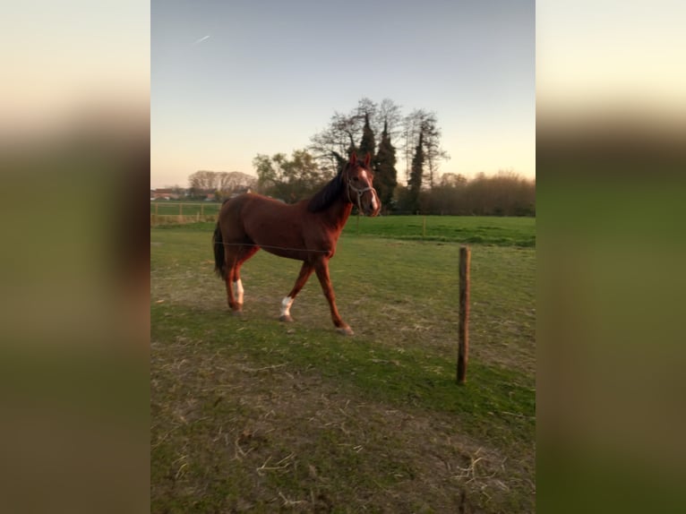 Cheval de Sport Belge Jument 7 Ans 166 cm Alezan brûlé in Belsele