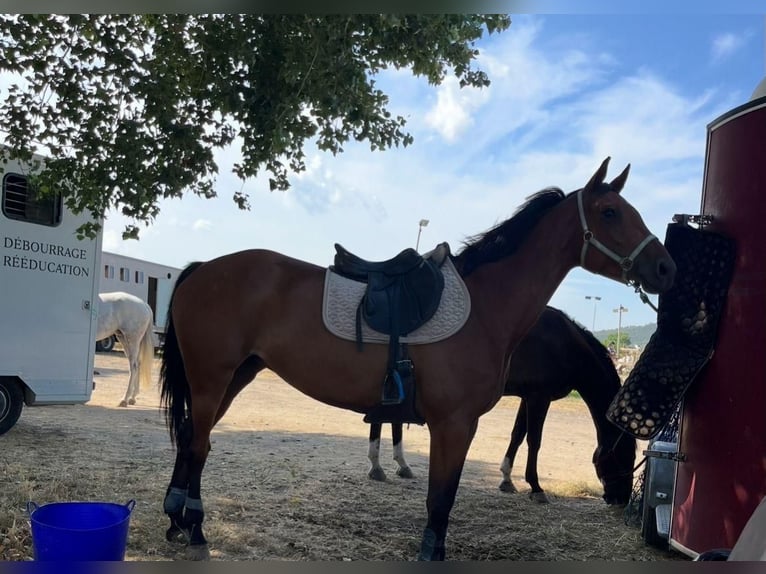 Cheval de Sport Belge Croisé Jument 9 Ans 160 cm Bai in Ranch eldorado