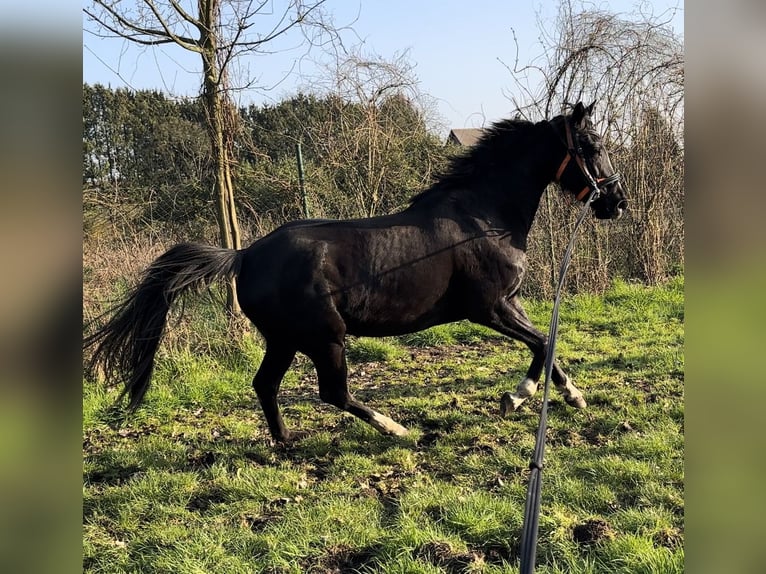 Cheval de Sport Belge Jument 9 Ans 165 cm Noir in Waasmunster