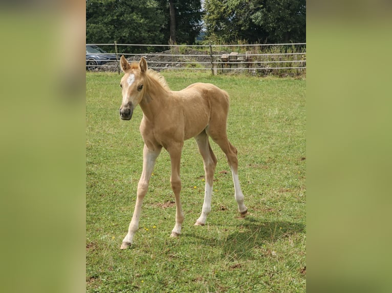 Cheval de Sport Belge Jument Poulain (07/2025) 166 cm Palomino in Weiskirchen