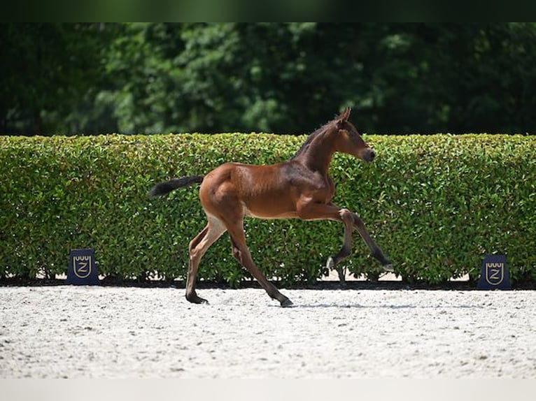 Cheval de Sport Belge Jument Poulain (06/2025) Bai in Walhorn
