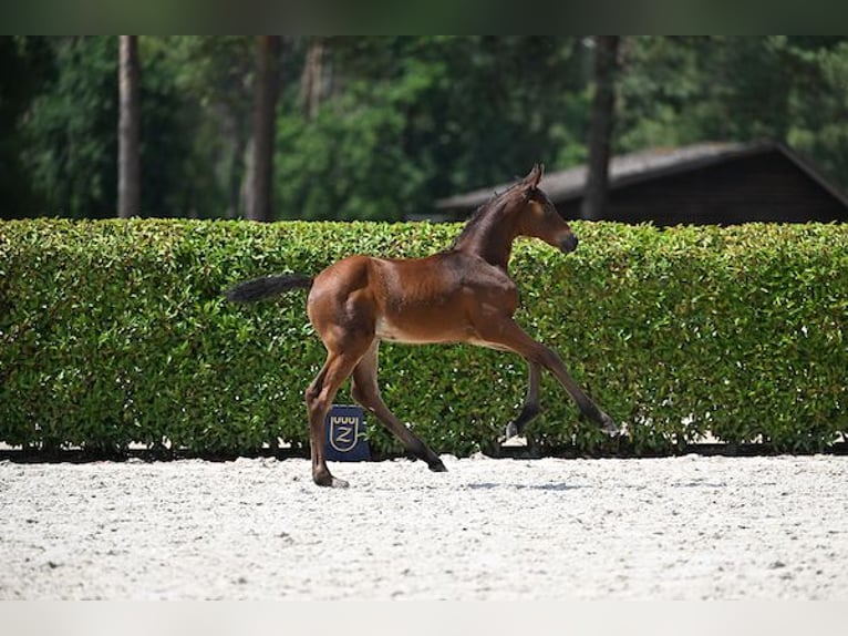 Cheval de Sport Belge Jument Poulain (06/2025) Bai in Walhorn