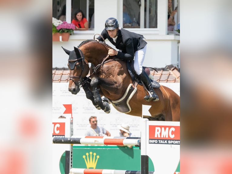 Cheval de sport espagnol Inconnu Embryon  in Caceres