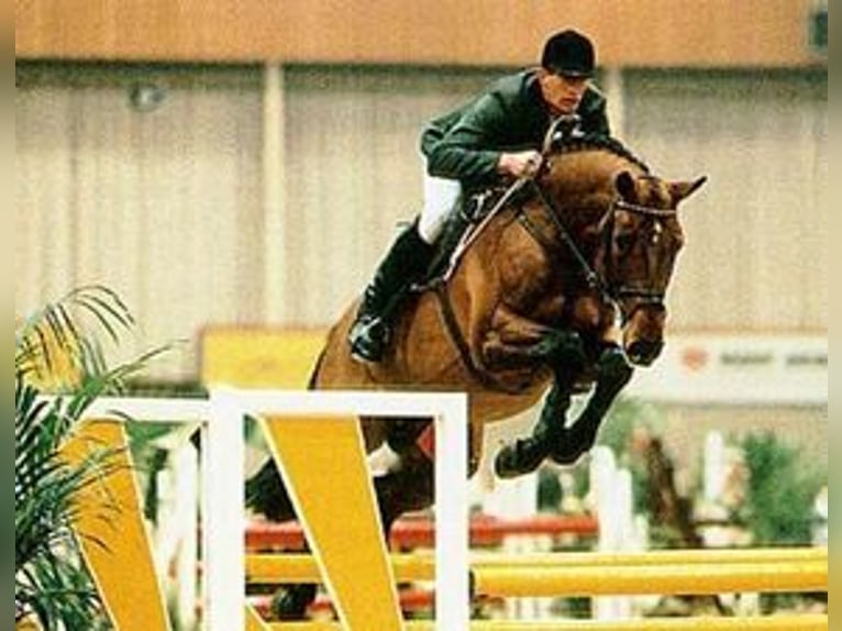 Cheval de sport espagnol Inconnu Embryon  in GROTE-BROGEL