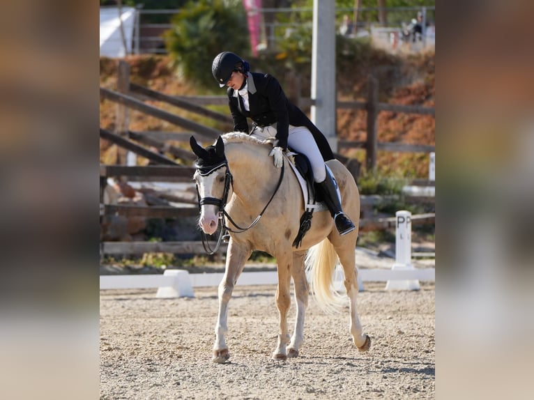 Cheval de sport espagnol Étalon 10 Ans 167 cm Palomino in Villamor de los Escuderos