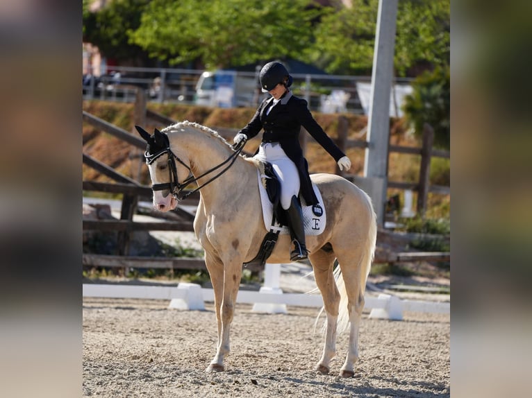 Cheval de sport espagnol Étalon 10 Ans 167 cm Palomino in Villamor de los Escuderos