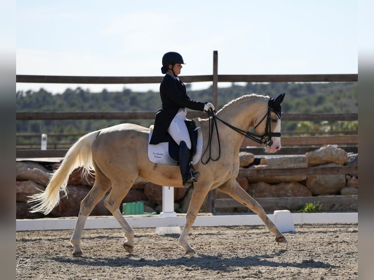Cheval de sport espagnol Étalon 10 Ans 167 cm Palomino in Villamor de los Escuderos