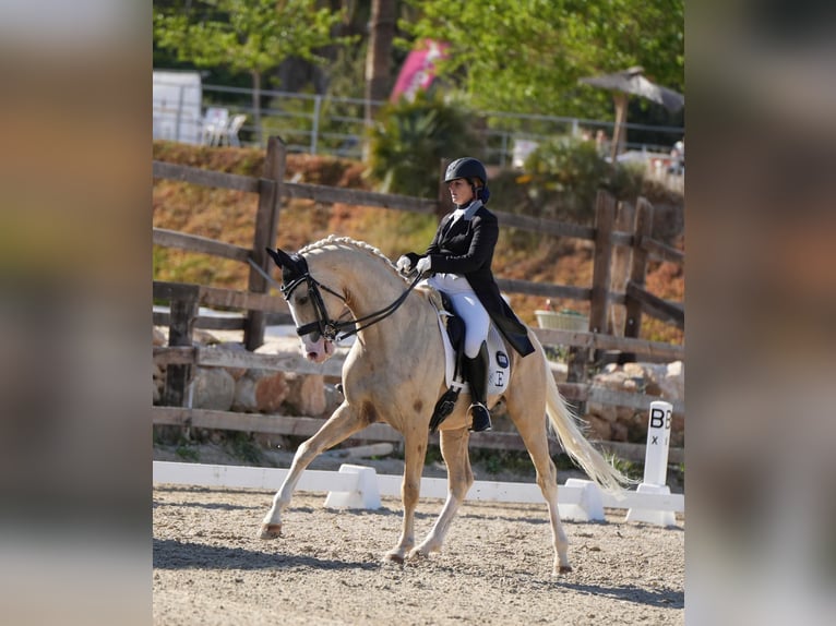 Cheval de sport espagnol Étalon 10 Ans 167 cm Palomino in Villamor de los Escuderos
