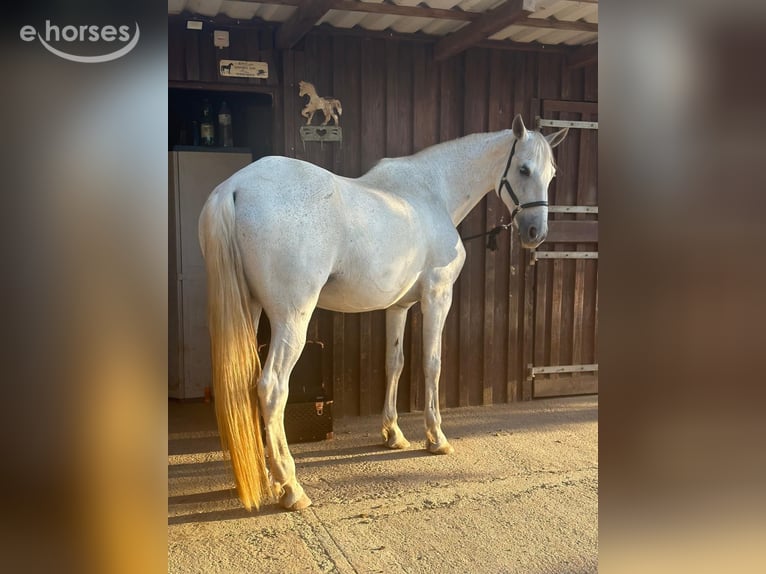 Cheval de sport espagnol Étalon 10 Ans 170 cm Gris in Felanitx