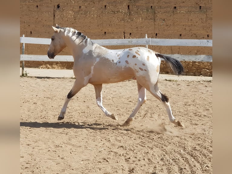 Cheval de sport espagnol Étalon 10 Ans Léopard in Navalperal De Pinares
