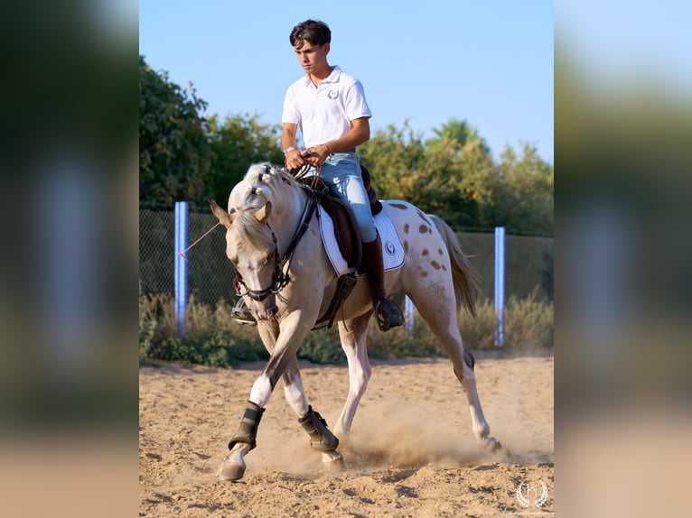Cheval de sport espagnol Étalon 10 Ans Léopard in Navalperal De Pinares