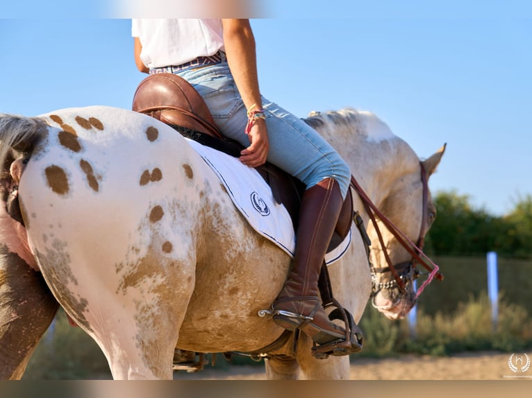 Cheval de sport espagnol Étalon 10 Ans Léopard in Navalperal De Pinares