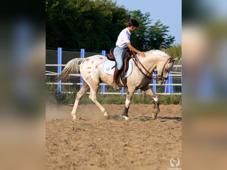 Cheval de sport espagnol Étalon 10 Ans Léopard in Navalperal De Pinares