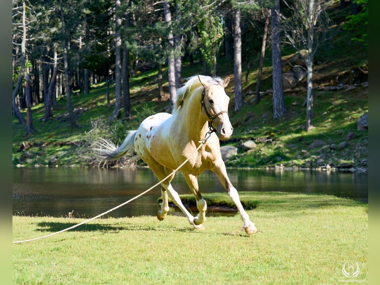 Cheval de sport espagnol Étalon 10 Ans Léopard in Navalperal De Pinares