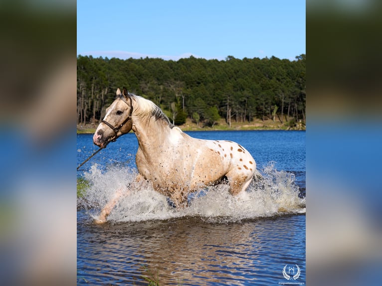 Cheval de sport espagnol Étalon 10 Ans Léopard in Navalperal De Pinares