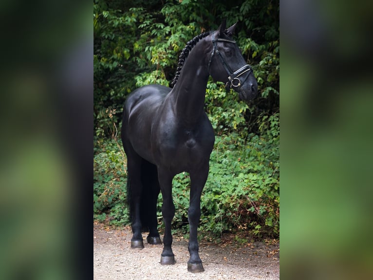 Cheval de sport espagnol Étalon 11 Ans 164 cm Noir in Pamplona/Iru&#xF1;a