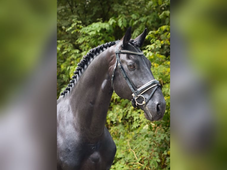 Cheval de sport espagnol Étalon 11 Ans 164 cm Noir in Pamplona/Iru&#xF1;a