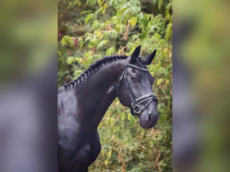 Cheval de sport espagnol Étalon 11 Ans 164 cm Noir in Pamplona/Iru&#xF1;a
