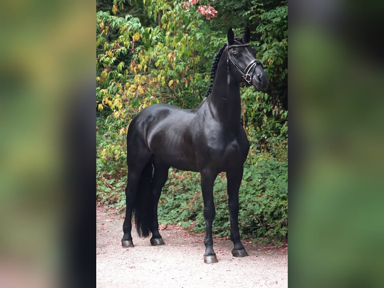 Cheval de sport espagnol Étalon 11 Ans 164 cm Noir in Pamplona/Iru&#xF1;a