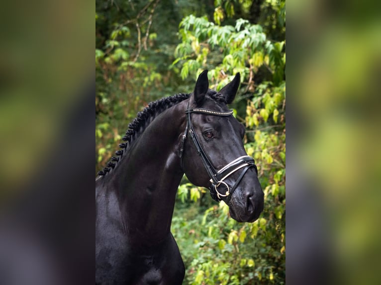 Cheval de sport espagnol Étalon 11 Ans 164 cm Noir in Pamplona/Iru&#xF1;a