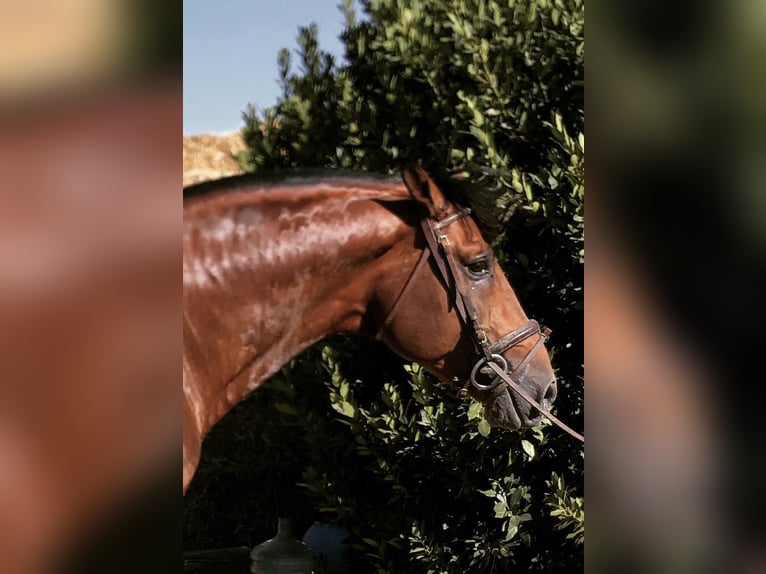 Cheval de sport espagnol Étalon 12 Ans 162 cm Bai cerise in Escacena Del Campo