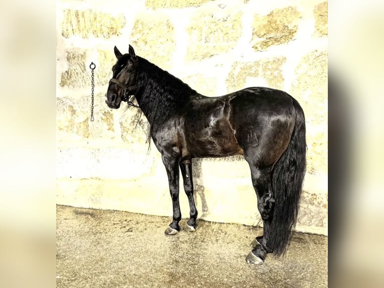 Cheval de sport espagnol Étalon 12 Ans 173 cm Bai brun in Santa Elisabetta