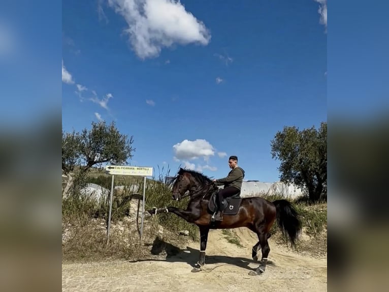 Cheval de sport espagnol Étalon 12 Ans 173 cm Bai brun in Santa Elisabetta
