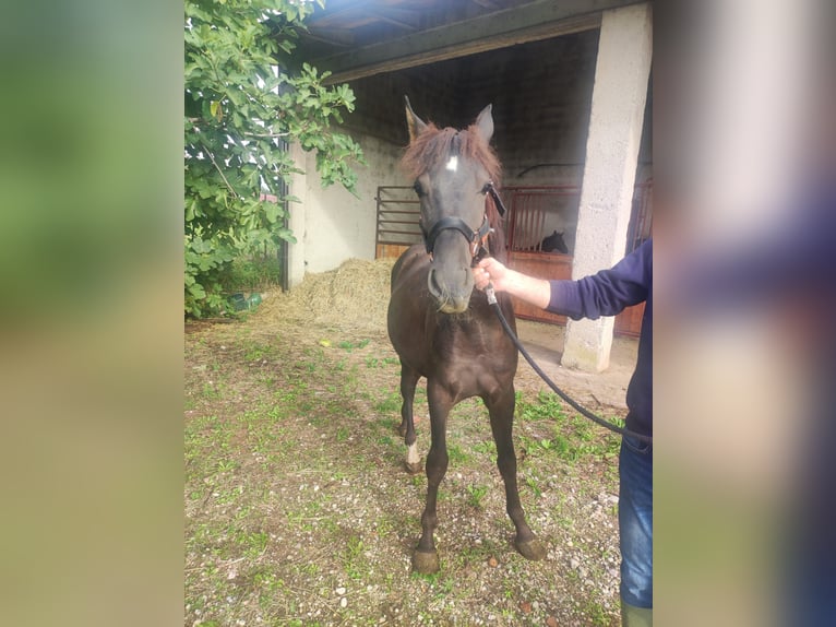 Cheval de sport espagnol Étalon 1 Année 130 cm Bai brun in Cavriana