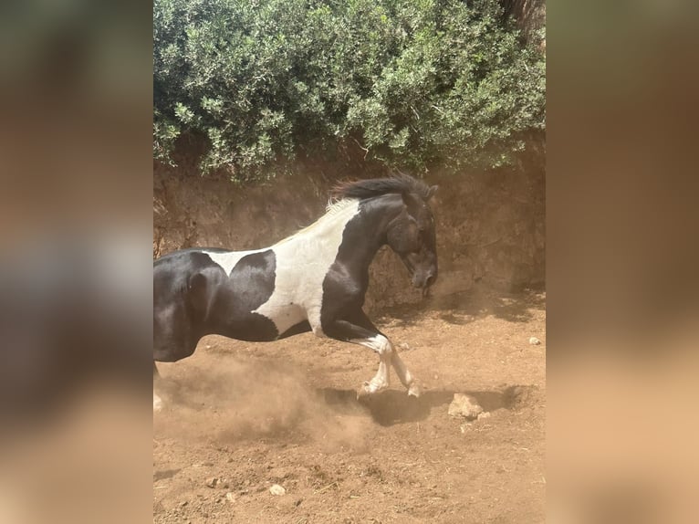 Cheval de sport espagnol Étalon 1 Année 140 cm Pinto in Algaida