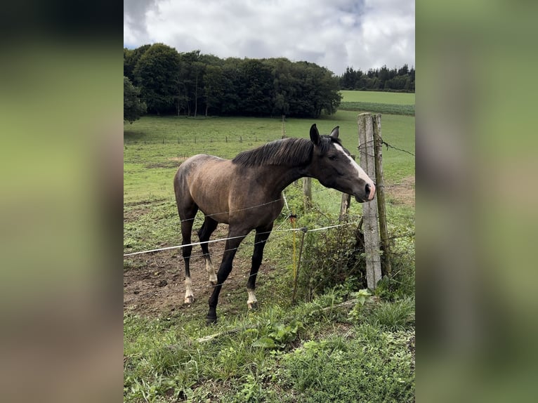 Cheval de sport espagnol Étalon 1 Année 160 cm Gris in Arcos De La Polvorosa