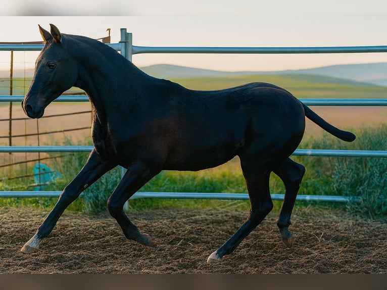 Cheval de sport espagnol Étalon 1 Année 165 cm Noir in Bienvenida