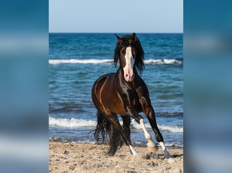 Cheval de sport espagnol Étalon 1 Année 170 cm Bai in Archena