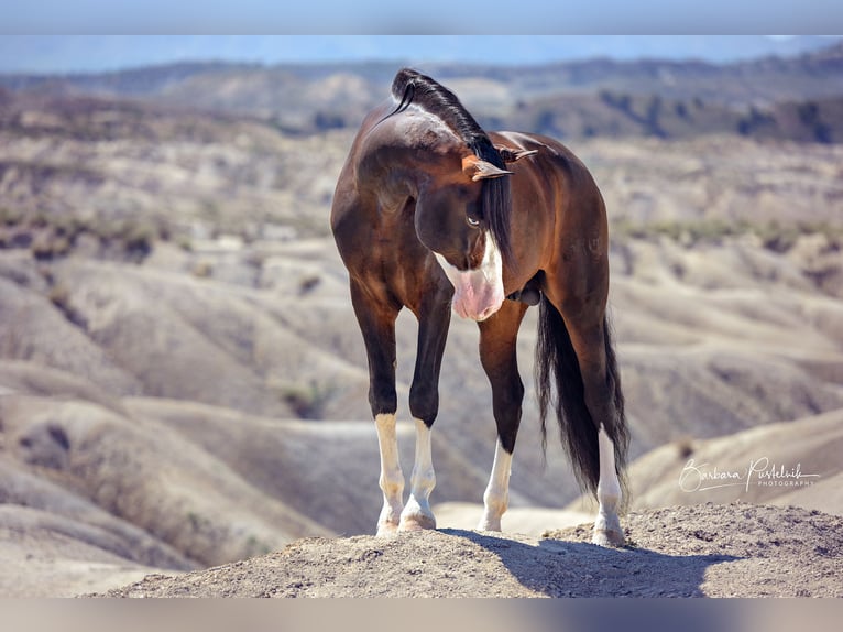 Cheval de sport espagnol Étalon 1 Année 170 cm Bai in Archena