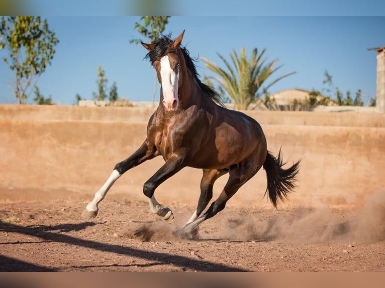 Cheval de sport espagnol Étalon 1 Année 170 cm Bai in Archena