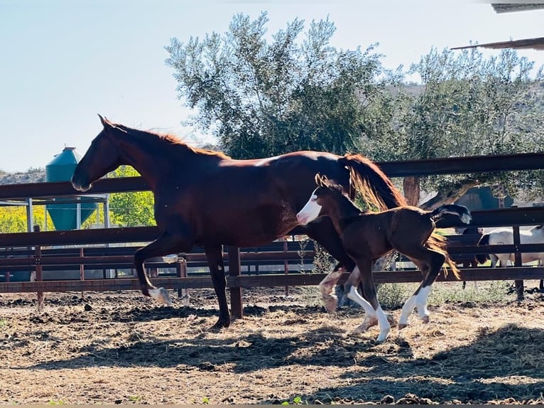 Cheval de sport espagnol Étalon 1 Année 170 cm Bai in Archena