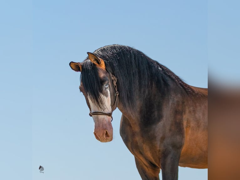 Cheval de sport espagnol Étalon 1 Année 170 cm Bai in Archena