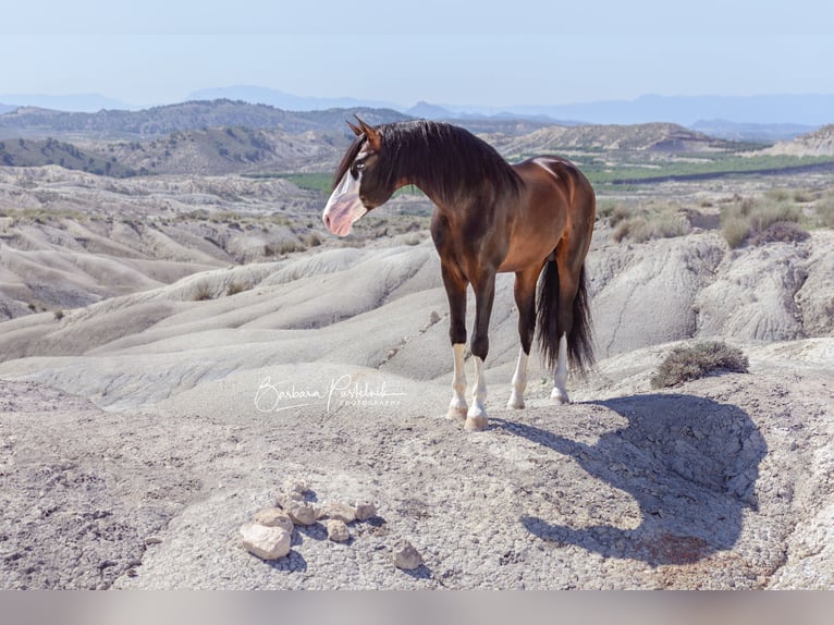 Cheval de sport espagnol Étalon 1 Année 170 cm Bai in Archena