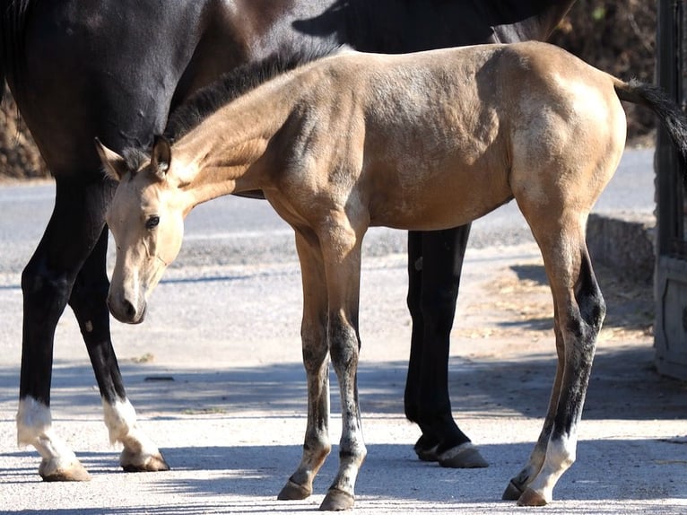 Cheval de sport espagnol Étalon 1 Année Buckskin in NAVAS DEL MADRONO