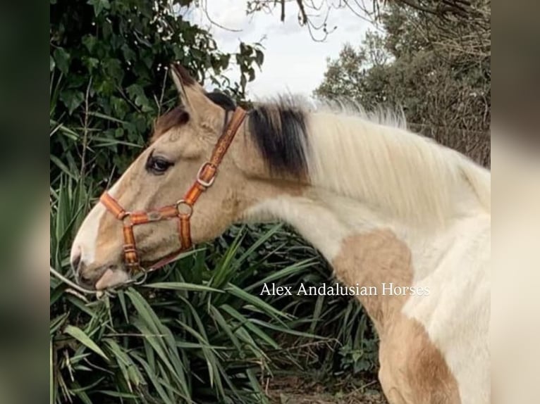 Cheval de sport espagnol Étalon 2 Ans 157 cm in Sevilla