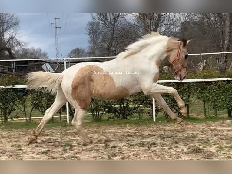 Cheval de sport espagnol Étalon 2 Ans 157 cm in Sevilla