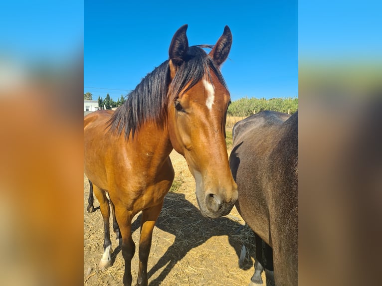 Cheval de sport espagnol Étalon 2 Ans Bai in Arcos de la Frontera