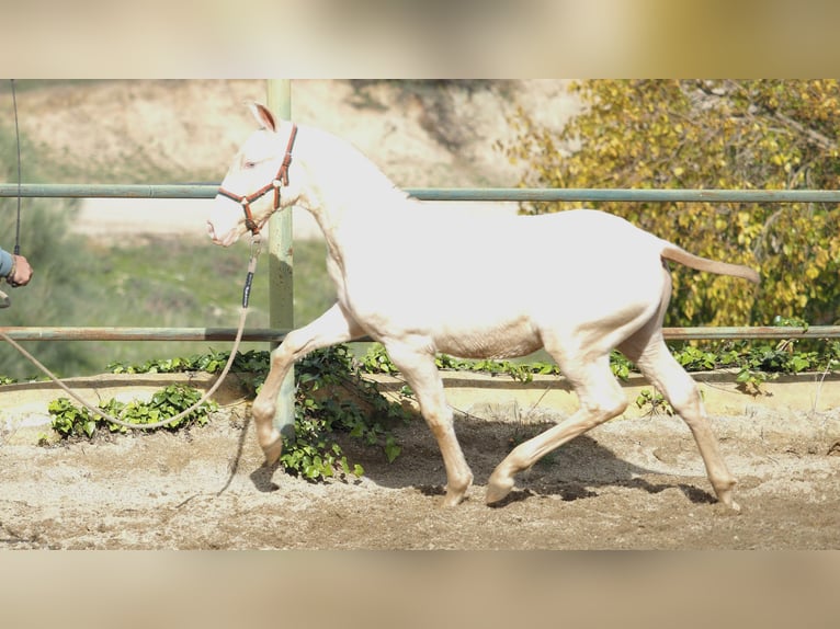 Cheval de sport espagnol Étalon 2 Ans Perle in NAVAS DEL MADRONO